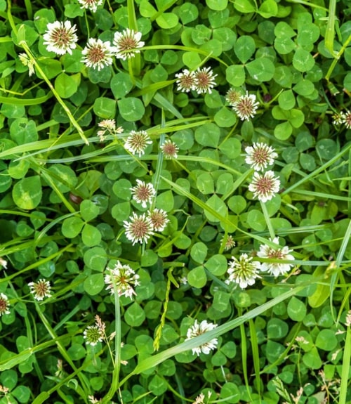 How to Identify & get rid of Clover Weed in Australia Love The Garden